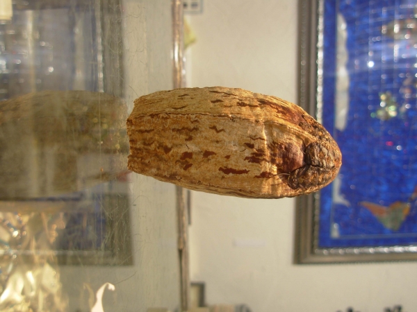 Creation of Nut VS Pine Cone: Step 3